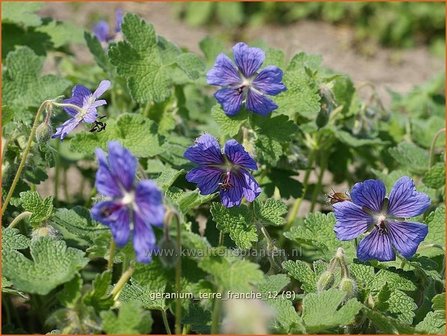Geranium &#039;Terre Franche&#039; | Ooievaarsbek