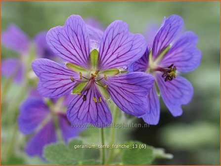 Geranium &#039;Terre Franche&#039; | Ooievaarsbek