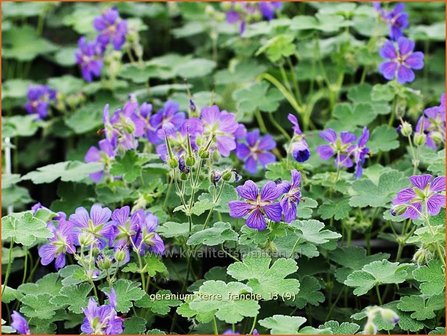 Geranium &#039;Terre Franche&#039; | Ooievaarsbek