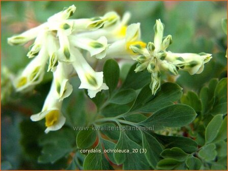Corydalis ochroleuca | Geelwitte helmbloem, Helmbloem | Blassgelber Lerchensporn