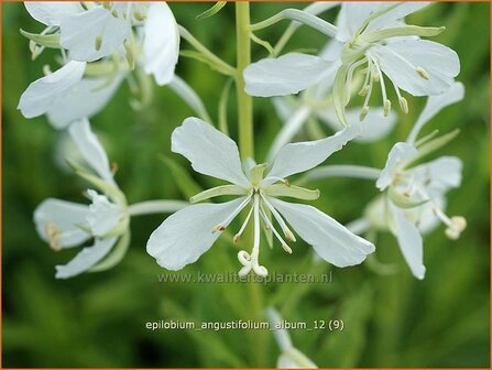 Epilobium angustifolium &#039;Album&#039; | Wilgenroosje