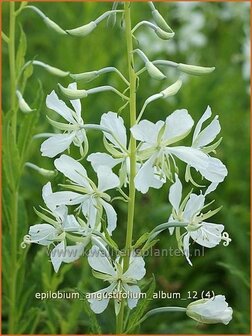 Epilobium angustifolium &#039;Album&#039; | Wilgenroosje