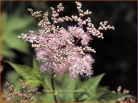 Filipendula purpurea 'Elegans' | Moerasspirea