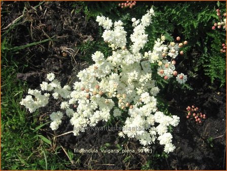 Filipendula vulgaris &#039;Plena&#039; | Knolspirea