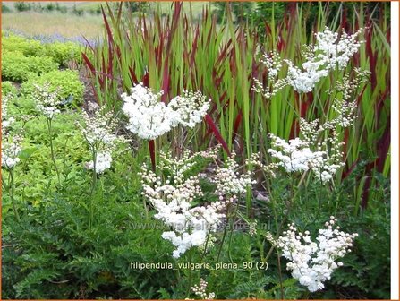 Filipendula vulgaris &#039;Plena&#039; | Knolspirea