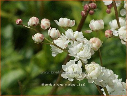 Filipendula vulgaris &#039;Plena&#039; | Knolspirea