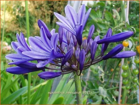 Agapanthus &#039;Navy Blue&#039; | Kaapse lelie, Afrikaanse lelie, Liefdesbloem