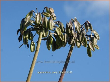 Agapanthus &#039;Navy Blue&#039; | Kaapse lelie, Afrikaanse lelie, Liefdesbloem