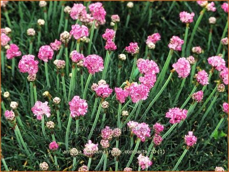 Armeria maritima &#039;Rosea Compacta&#039; | Engels gras | Strand-Grasnelke