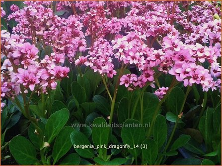 Bergenia &#039;Pink Dragonfly&#039; | Schoenlappersplant, Olifantsoren