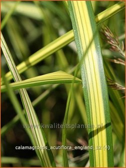 Calamagrostis acutiflora &#039;England&#039; | Struisriet