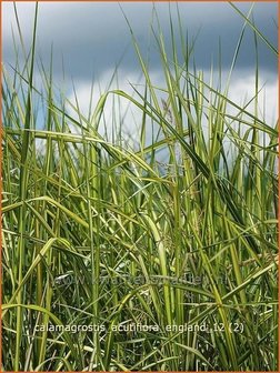 Calamagrostis acutiflora &#039;England&#039; | Struisriet