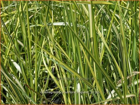 Calamagrostis acutiflora &#039;England&#039; | Struisriet