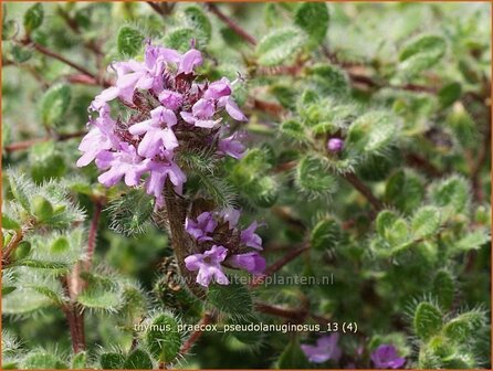 Thymus praecox &#039;Pseudolanuginosus&#039; | Woltijm, Kruiptijm, Tijm