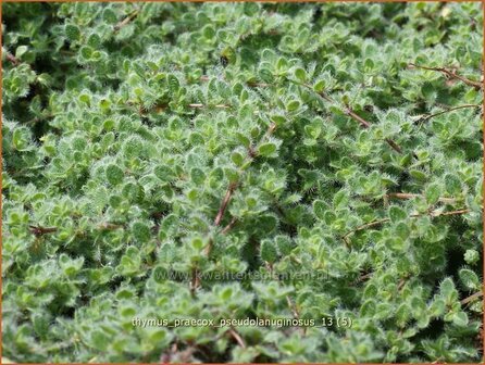Thymus praecox &#039;Pseudolanuginosus&#039; | Woltijm, Kruiptijm, Tijm