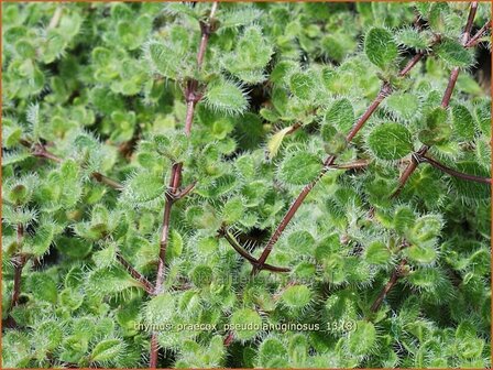 Thymus praecox &#039;Pseudolanuginosus&#039; | Woltijm, Kruiptijm, Tijm