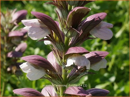 Acanthus &amp;#39;Morning Candle&amp;#39; | Stekelige berenklauw, Akant | B&auml;renklau