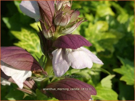 Acanthus &amp;#39;Morning Candle&amp;#39; | Stekelige berenklauw, Akant | B&auml;renklau