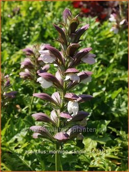 Acanthus &amp;#39;Morning Candle&amp;#39; | Stekelige berenklauw, Akant | B&auml;renklau