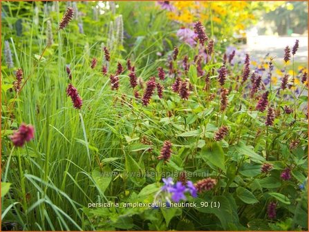 Persicaria amplexicaulis &amp;#39;Heutinck&amp;#39; | Doorgroeide duizendknoop, Adderwortel, Duizendknoop | Kerzenkn&ouml;terich