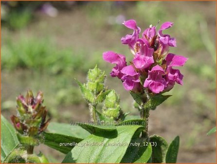 Prunella grandiflora 'Inshriach Ruby' | Brunel, Bijenkorfje