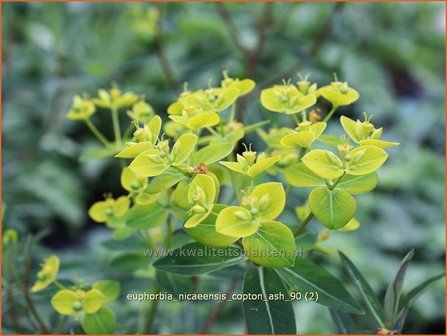 Euphorbia &#039;Copton Ash&#039; | Wolfsmelk | Wolfsmilch | Spurge