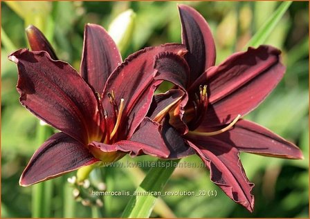 Hemerocallis &#039;American Revolution&#039; | Daglelie
