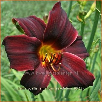Hemerocallis &#039;American Revolution&#039; | Daglelie