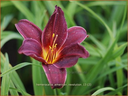 Hemerocallis &#039;American Revolution&#039; | Daglelie