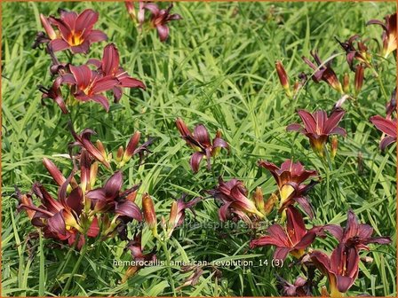 Hemerocallis &#039;American Revolution&#039; | Daglelie