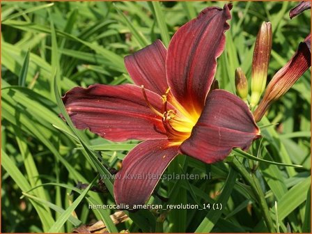 Hemerocallis &#039;American Revolution&#039; | Daglelie