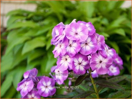 Phlox &#039;Laura&#039; | Hoge vlambloem, Vlambloem, Flox, Floks | Hohe Flammenblume