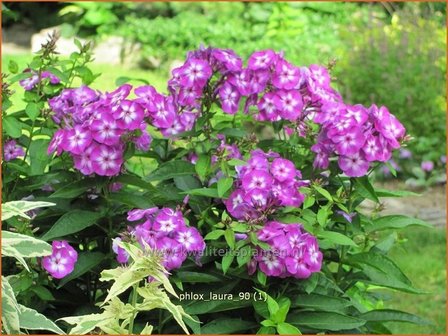 Phlox &#039;Laura&#039; | Hoge vlambloem, Vlambloem, Flox, Floks | Hohe Flammenblume