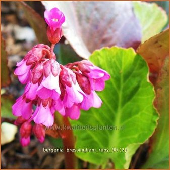 Bergenia &#039;Bressingham Ruby&#039; | Schoenlappersplant, Olifantsoren