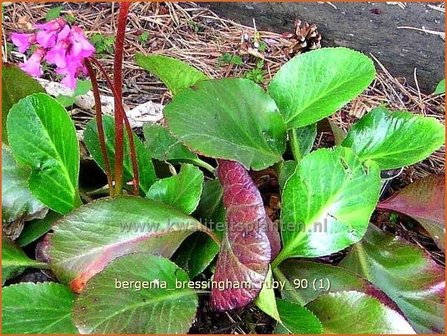 Bergenia &#039;Bressingham Ruby&#039; | Schoenlappersplant, Olifantsoren