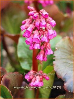 Bergenia &#039;Bressingham Ruby&#039; | Schoenlappersplant, Olifantsoren