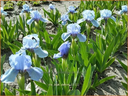 Iris &#039;Blue Denim&#039; | Zwaardlelie, Iris, Lis