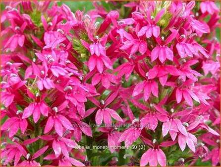 Lobelia &#039;Monet Moment&#039; | Vaste lobelia