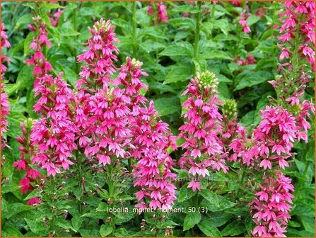 Lobelia &#039;Monet Moment&#039; | Vaste lobelia