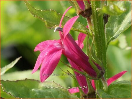 Lobelia &#039;Monet Moment&#039; | Vaste lobelia