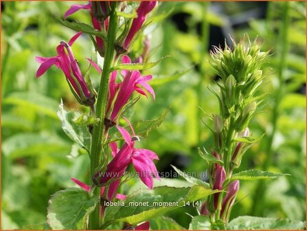 Lobelia &#039;Monet Moment&#039; | Vaste lobelia