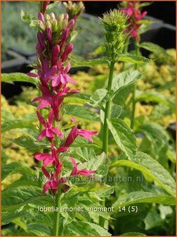 Lobelia &#039;Monet Moment&#039; | Vaste lobelia