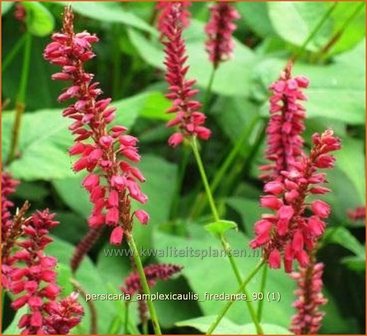 Persicaria amplexicaulis &#039;Firedance&#039; | Duizendknoop, Adderwortel