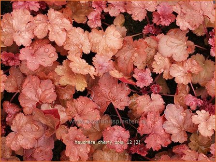 Heuchera &#039;Cherry Cola&#039; | Purperklokje