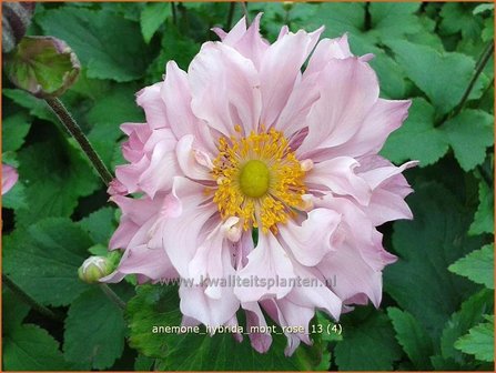 Anemone hybrida &#039;Mont Rose&#039; | Anemoon, Herfstanemoon, Japanse anemoon