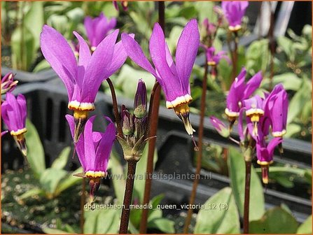 Dodecatheon meadia &#039;Queen Victoria&#039; | Twaalfgodenkruid