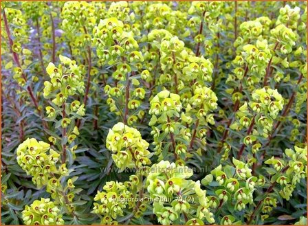 Euphorbia martinii | Wolfsmelk