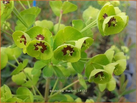 Euphorbia martinii | Wolfsmelk