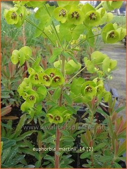 Euphorbia martinii | Wolfsmelk