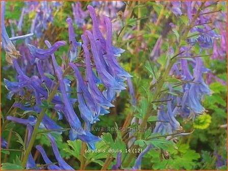 Corydalis edulis | Helmbloem